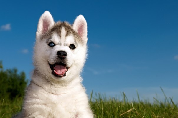 husky puppy