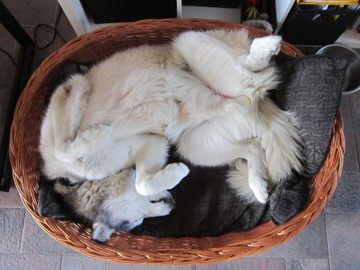 husky sleeping basket