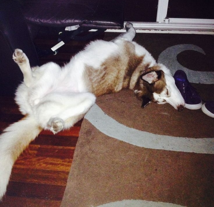 husky sleeping dog on floor