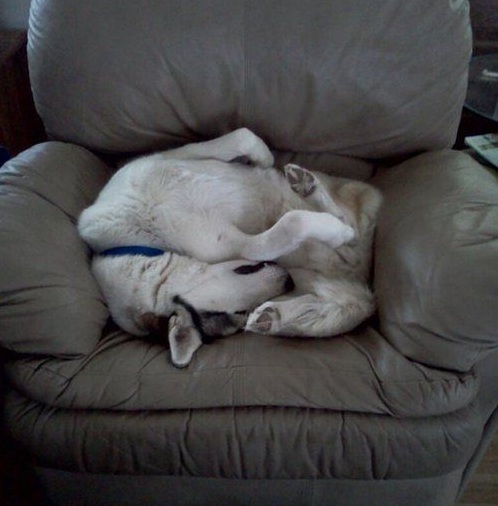 husky sleeping funny in chair