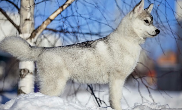 husky winter forest