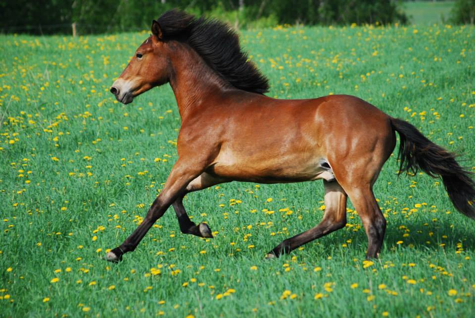 lucky horse photo