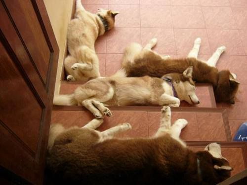 many huskies sleeping