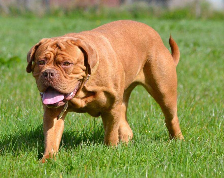 mastiff photo beauty