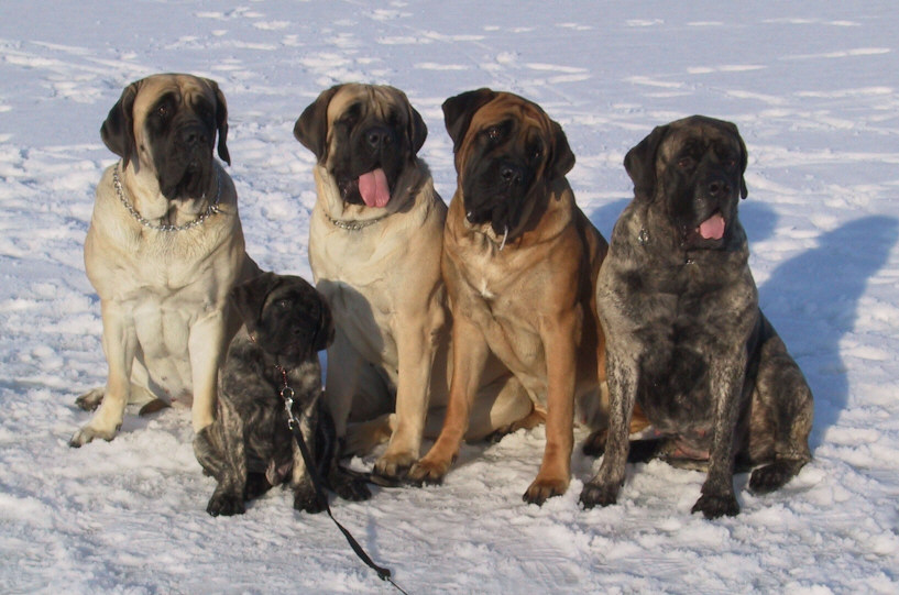 Which of the following is not a type of mastiff?
