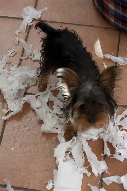 5 Problems Only Yorkshire Terrier Owners Will Understand 2 naughty yorkie