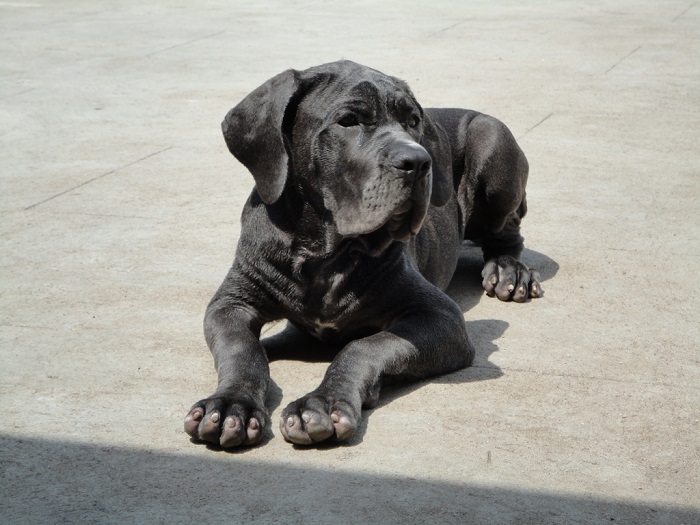 neapolitan mastiff photo