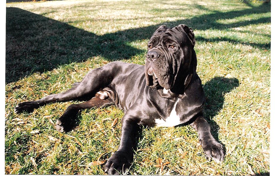 neopolitan mastiff