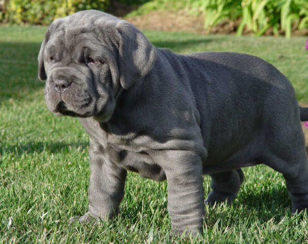 For what was the Mastiff bred?