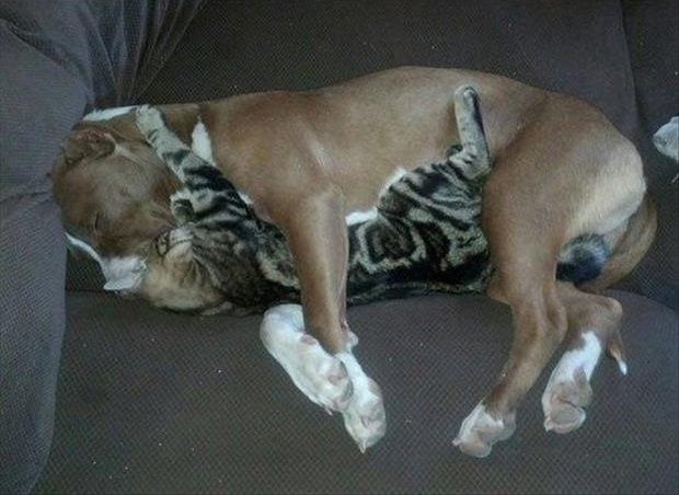 pit bull cat