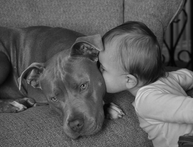 pitbull protect kid