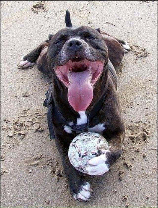 playful pitbull