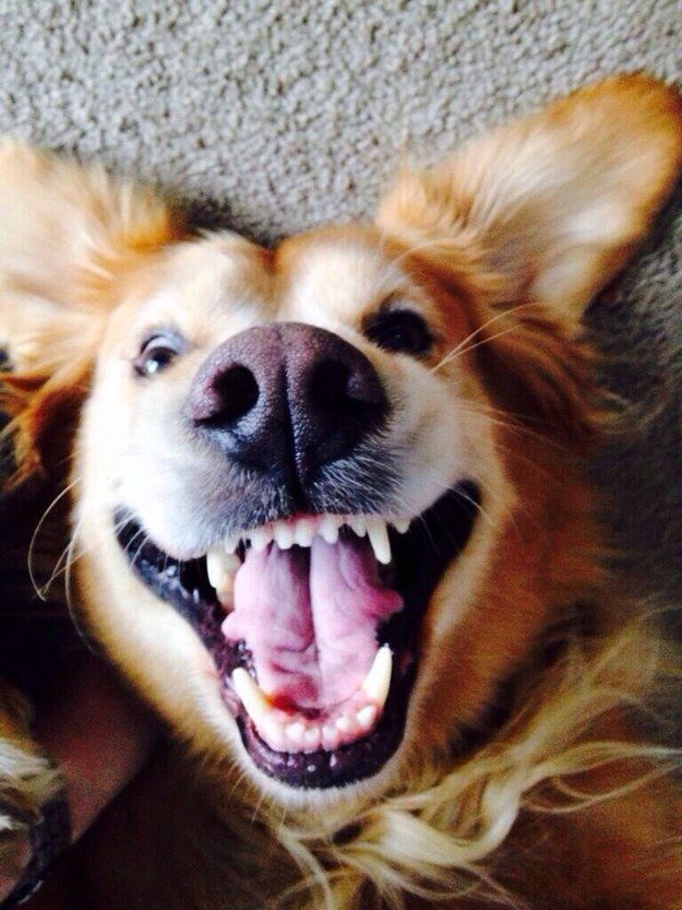 positive golden retriever happy