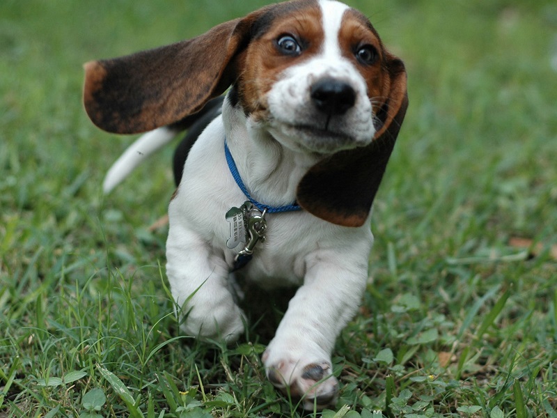 running beagle puppy