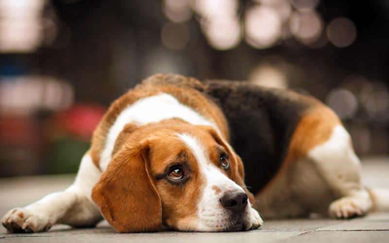 sad beagle photo