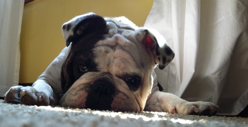 6 Problems Only English Bulldog Owners Will Understand 64 6 Problems Only English Bulldog Owners Will Understand 4