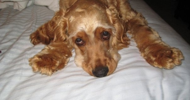 5 Problems Only Spaniel Owners Will Understand 9