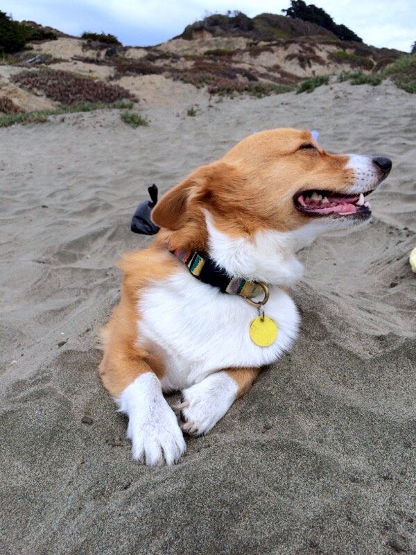 sand beach corgi windy