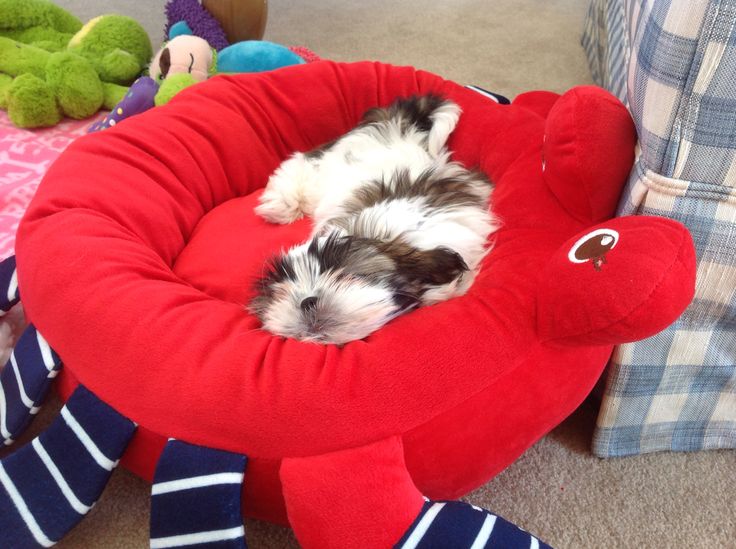 shih tzu photo sleep