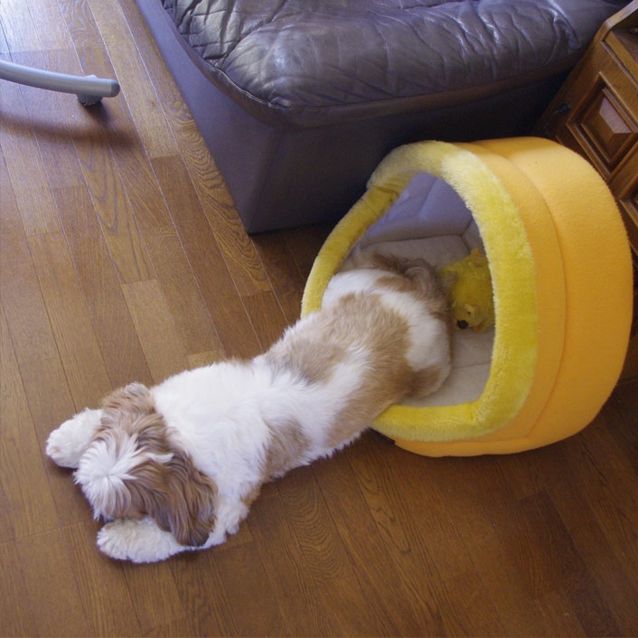 sleep shih tzu cute funny