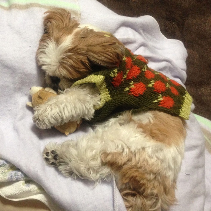 sleeping dog shih tzu