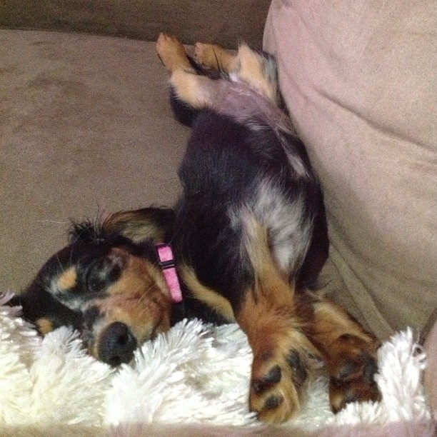 sleeping doxie cute