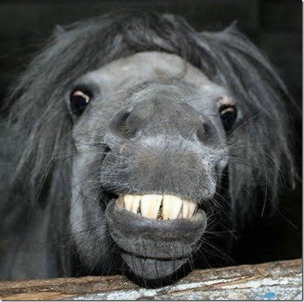 smiling horse