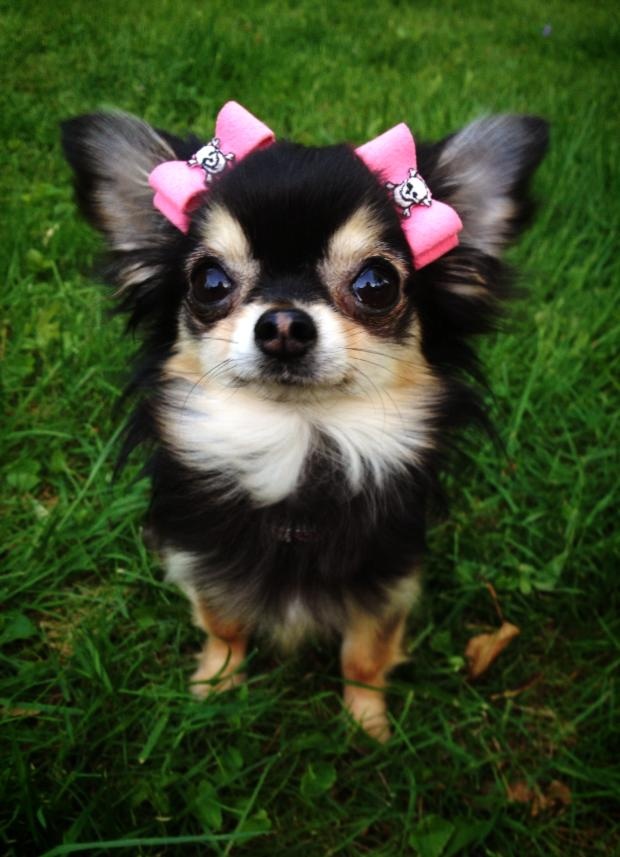 When compared to body size, the Chihuahua has the largest brain of any dog.