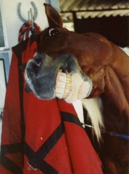teeth horse photo