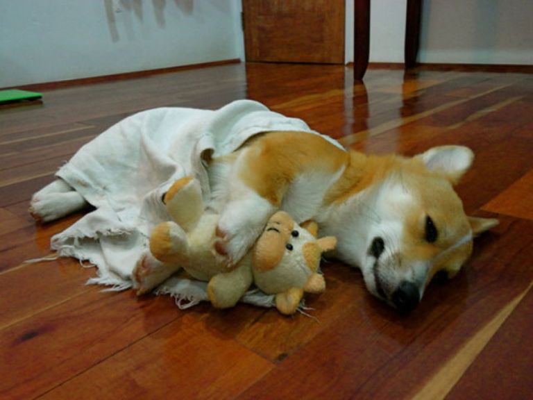 toy corgi photo