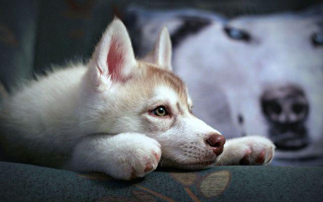 waiting husky