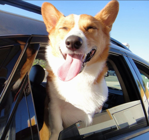 12 Reasons Why Corgis Are The Most Dangerous Pets. The Last One Is Horrible. 6 windy corgi car