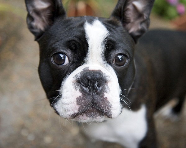 84 Most Popular Boston Terrier Dog Names