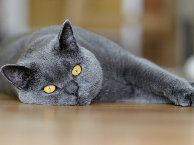 British Shorthair beautiful cat lying floor