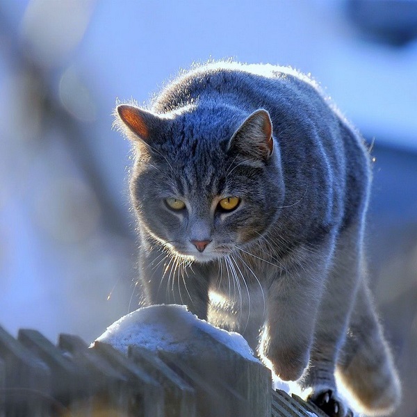 British Shorthair fence