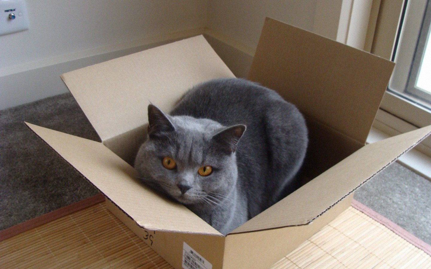 British Shorthair grey kitty box - BuzzSharer.com