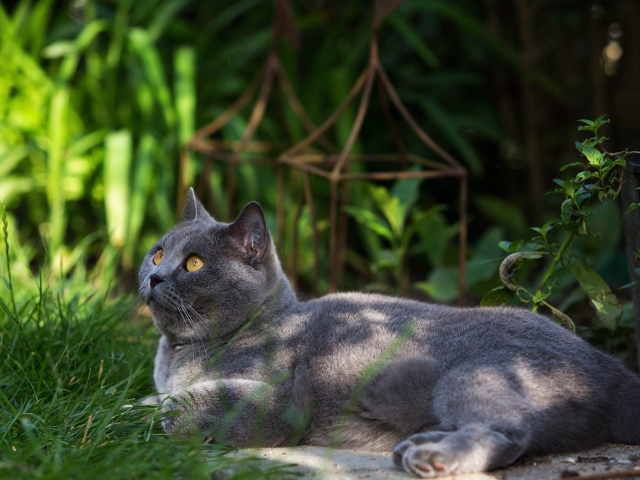British Shorthair nature cat