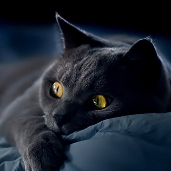 British Shorthair rest