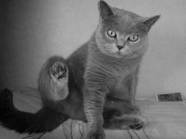 British Shorthair sitting
