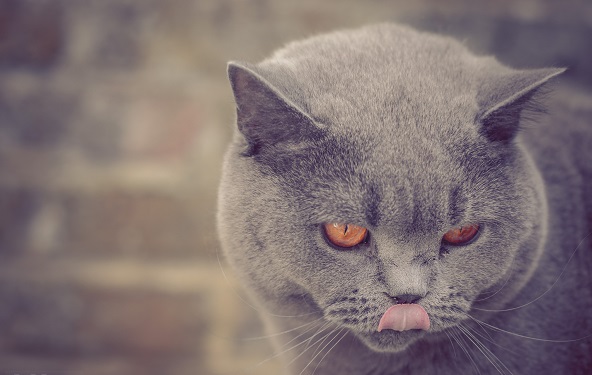 British Shorthair tongue