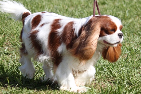 40 Most Popular Cavalier King Charles Spaniel Dog Names