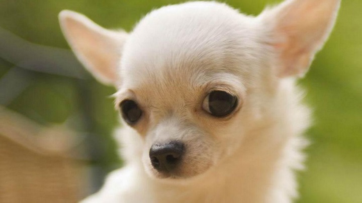Chihuahua face closeup