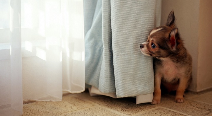 Chihuahua photo pics