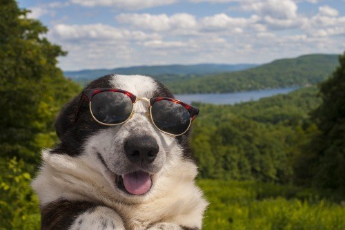 Cooper sunglasses
