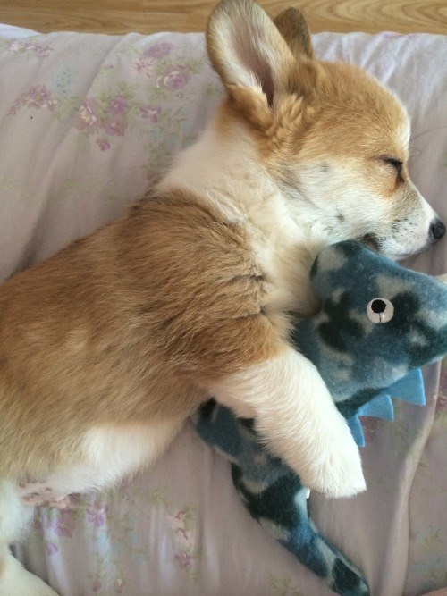 Corgi Dinosaur