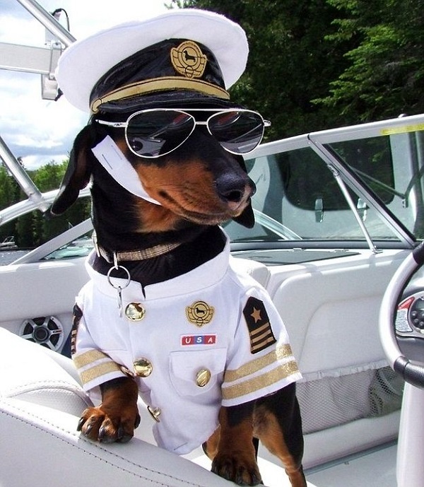 15 Things Your Dachshund Can Do For You 2 Dachshund funny photo
