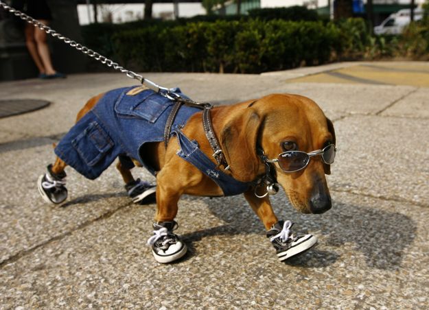 Dachshund outfit