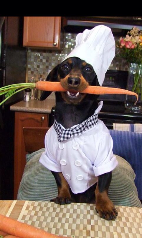 15 Things Your Dachshund Can Do For You 4 Dachshunds cooking