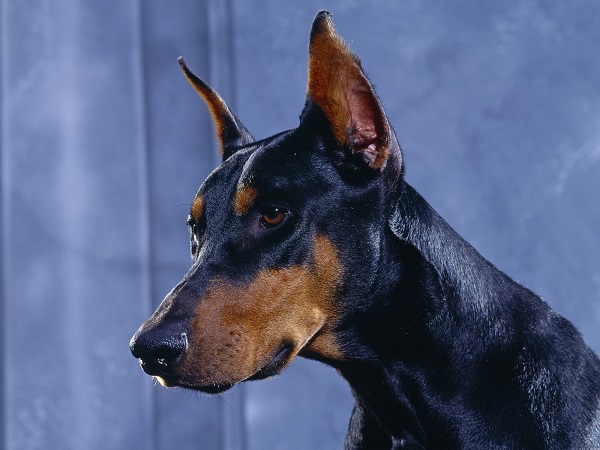 Doberman Pinscher face closeup
