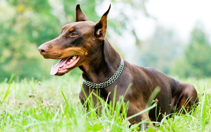 Doberman Pinscher green grass